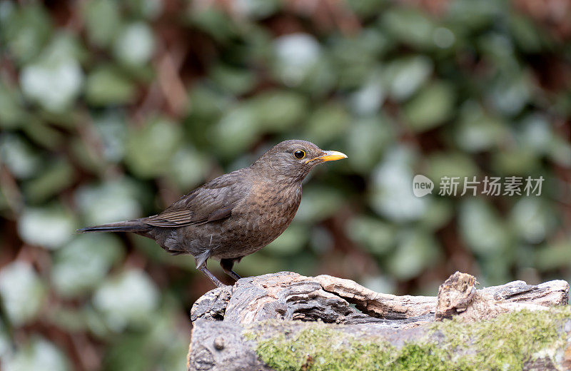 栖息在树枝上的黑鸟(Turdus merula)